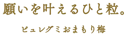 願いを叶えるひと粒。ピュレグミお守り梅